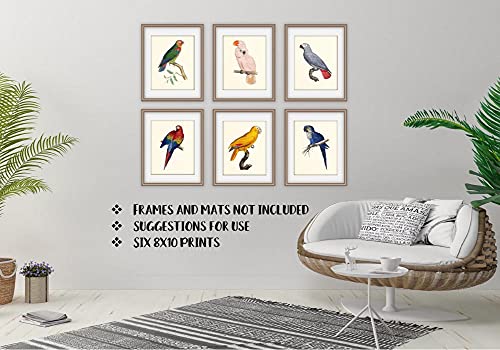 Tropical Parrot Art Prints Set - 8x10 (Unframed)