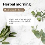 ATTITUDE Dishwashing Liquid, EWG Verified, Vegan Dish Soap, Plant Based, Naturally Derived Products, Herbal Morning, 24 Fl Oz