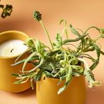 Modern Sprout Rooted Candle - 2 in 1 Cedarwood Scented & Soy Candle with Seeds That Grows into Lavender Plant - 6 oz w/ 42 hr Burn time in Matte Glaze Ceramic Vessel Ideal for Indoor Herb Garden