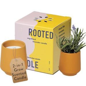 Modern Sprout Rooted Candle - 2 in 1 Cedarwood Scented & Soy Candle with Seeds That Grows into Lavender Plant - 6 oz w/ 42 hr Burn time in Matte Glaze Ceramic Vessel Ideal for Indoor Herb Garden
