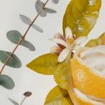 ATTITUDE Body Wash, EWG Verified Shower Gel, Dermatologically Tested, Plant and Mineral-Based, Vegan Personal Care Products, Orange Blossom & Eucalyptus, 32 Fl Oz