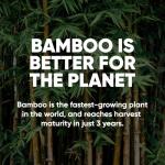 Eco-Friendly Bamboo Toilet Paper - 12 Rolls