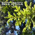 100% Soy, Highly Scented, Hand Poured Soy Candle (Blue Spruce)