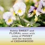 Mrs. Meyer's Clean Day Eco Hand Soap Set