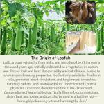 Natural Loofah Sponge Back Scrubber for Bath Shower, Exfoliating Body Scrubber, Shower Loofah Scrubber for Men and Women, Bath Sponge, Body Scrub, to Clean Your Body Deeply, Invigorate Your Skin