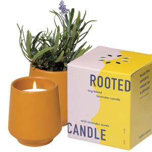 Modern Sprout Rooted Candle - 2 in 1 Cedarwood Scented & Soy Candle with Seeds That Grows into Lavender Plant - 6 oz w/ 42 hr Burn time in Matte Glaze Ceramic Vessel Ideal for Indoor Herb Garden