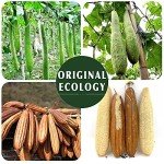 Eco-Friendly Natural Loofah Sponge Scrubber Set