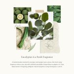 Thymes Dishwashing Liquid Soap - Eco Friendly Dish Soap Liquid for Dish Washing - Kitchen House Essentials (Eucalyptus, 16 fl oz)