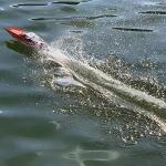 SOWOFA FT016 Remote Control Boat RC Submarine Ship Racing Speedboat 30km+ for Adults Lake Pool Auto Water Cool, As Big as Feilun ft012 rc Boat (18.9")