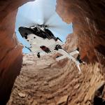 Carmanon RTF Airwolf RC Helicopter - 27:1 Scale Collectible Remote Control Helicopter with Auto-Hover, 6CH Control & Dual Batteries for Adults Beginners,TV-Accurate Air Wolf Series Model