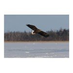 Canon EOS R7 Mirrorless Camera for Wildlife Photography