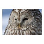 Canon EOS R7 Mirrorless Camera for Wildlife Photography