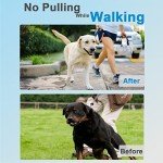 Adjustable Prong Collar for Dogs with Extra Links
