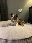 Pet Smoke Detector for Emergency Rescue
