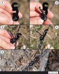Aluminum Alloy Rope Tensioners for Hiking Gear