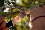 Lightweight Fixed Blade Saw with Zytel Sheath