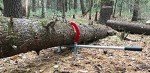 Woodchuck Timberjack and Hookeroon Set