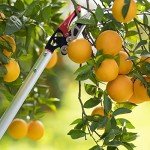 Byhagern 32-Inch Long-Reach Tree Pruner
