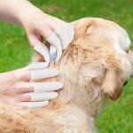 280PCS Disposable Finger Cots for Safety and Protection