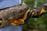 Premium Leather Heat Resistant BBQ & Fireplace Gloves