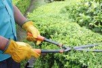 Durable Leather Work Gloves for Garden & Construction