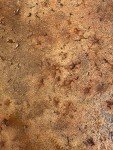 Walttools 2x2 Foot Seamless Concrete Texturing Skin