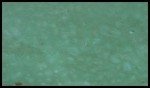 Vivid Jade Acid Stain for Concrete - 1 Gallon