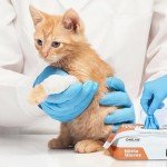 OMELAW L Blue Nitrile Gloves, 100 Pack