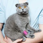 YAXEON 12 Rolls Self Adhesive Bandage Wrap 1