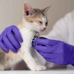 SAFETYWAY Surgical Gloves for Medical Professionals