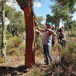 High-Density Cork Body Roller for Deep Tissue Massage