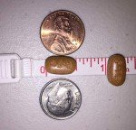 Ferrets Iron Supplement Tablets - High Potency 60 ct