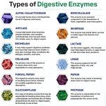 Organic Digestive Enzymes with Prebiotics & Probiotics