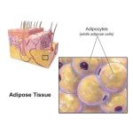GLP-1 Drops for Weight Loss and Appetite Control