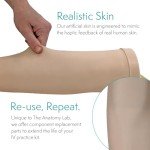 Anatomy IV and Venipuncture Training Kit - Light