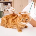 Caphstion 20G IV Cannula Catheter Needles for Animals