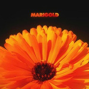Marigold - Stream Your Favorite Music Today