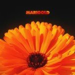 Marigold - Stream Your Favorite Music Today