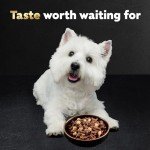 Cesar Classic Adult Wet Dog Food Variety Pack