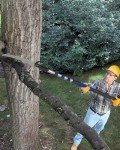 Telescoping Manual Pole Saw for Tree Trimming