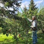 26Ft Extendable Pole Saw for Tree Trimming