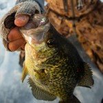Northland Tackle Tungsten Gill-Getter Jig 1/16 OZ