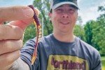 Northland Tackle Eye Candy 3.5" Fishing Lures - 5 Pack