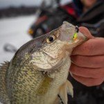Northland Tackle Tungsten Gill-Getter Jig 1/16 OZ