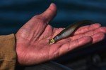 Northland Smeltinator Jig Heads for Bass Fishing