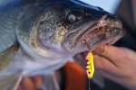 Northland Tackle Buck-Shot Ice Fishing Spoon - Wonderbread