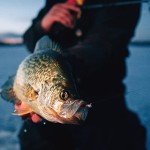 Northland Tungsten Mayfly Jig for Ice Fishing