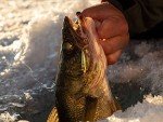 Northland Bro Bug Ice Fishing Spoon, 1/16 Oz