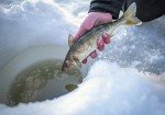 Shakespeare Ugly Stik GX2 30" Ice Fishing Rod