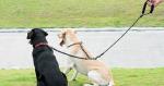 Dual Dog Leash with Bungee & 360° Swivel